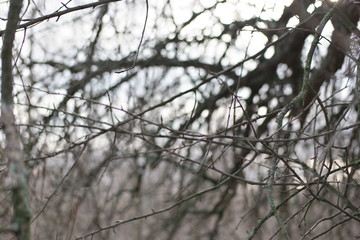 Sunlight through the branches of a winter pear garden