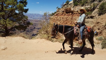 Mule -Grand Canyon