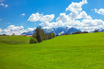 Fototapeta na wymiar scenery with green meadow and snowy Alps 