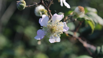 hermosa flor silvestre  para cualquier decoración 