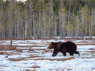 Female brown bear (Ursus arctos) in the snow. Finland. Near Russian border. Late Evening. 