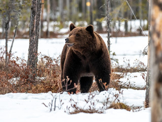 Female brown bear (Ursus arctos) in the snow. Finland. Near Russian border. Late Evening. 