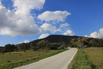 paisaje con cielo azul arboles y flores silvestres 
