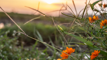 Evening flowers