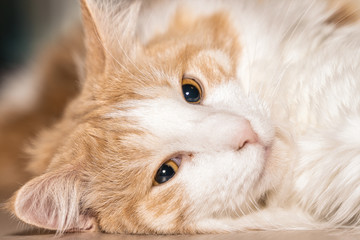 Norwegische Waldkatze im Portrait