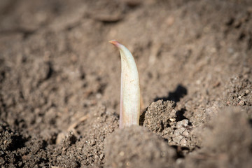 Cultivo de ajos creciendo en la huerta después de la germinación.