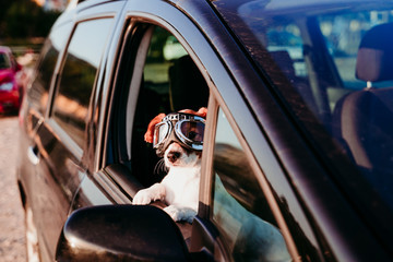 cute dog traveling in a car wearing vintage goggles at sunset