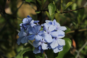  hermosa flor silvestre  para cualquier decoración 