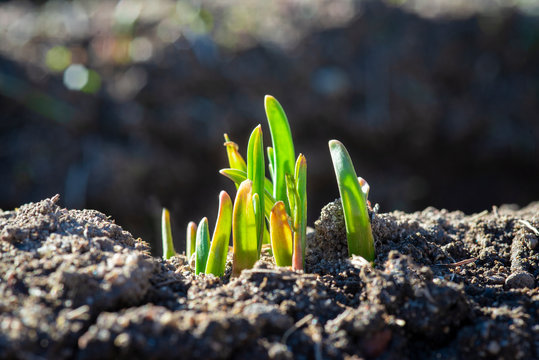 Cultivo de ajos creciendo en la huerta despu&eacute;s de la germinaci&oacute;n.