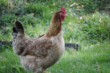 Poule