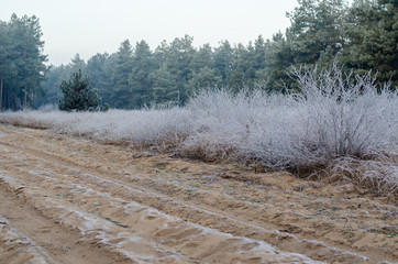 Dry stems of wild-growing trays are covered with hoarfrost.
