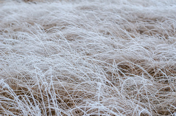 Dry thin stalks of grass covered with hoarfrost.