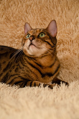 Portrait of a bengal cat on a plaid