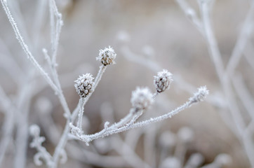 Wild flowers and herbs covered with hoarfrost.