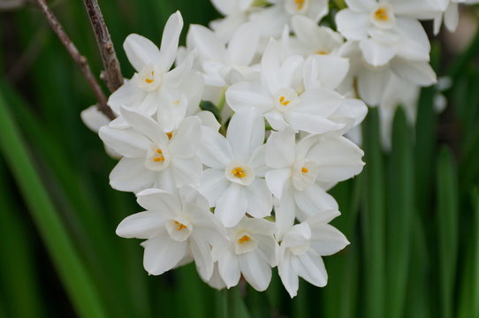 Paperwhite Narcissus 'Nir' flowering bulbs Stock Photo | Adobe Stock