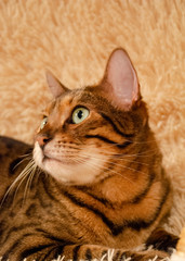 Portrait of a bengal cat on a plaid