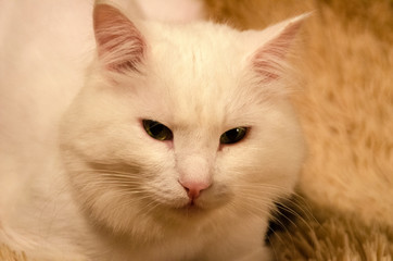 Fototapeta na wymiar Portrait of a white cat on a plaid