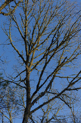 Oak forest on a sunny winter day. Galicia, Spain.