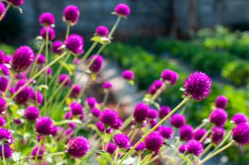 Globe amaranth or Gomphrena globosa in garden