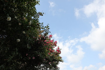 冬の花と青い空と白い雲