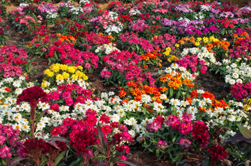 Natural beautyful and colorful chrysanthemums (mums) garden