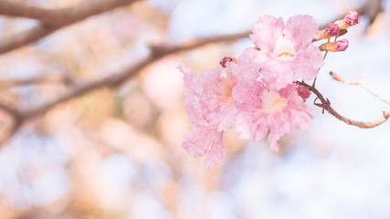 close-up beautiful pink bloosom flower . wedding  or valentine background. love concept .Soft blur focus. In sepia vintage pastel toned