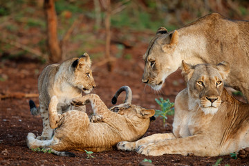 Lion cub playing with the lion mother in Zimanga Game Reserve in South Africa