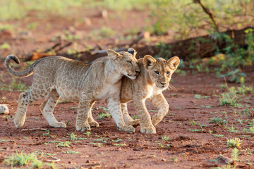 Lion cub playing in a Game Reserve in South Africa