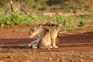 Lion cub playing with the lion mother in Zimanga Game Reserve in South Africa
