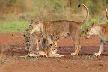 Lion cub playing with the lion mother in Zimanga Game Reserve in South Africa