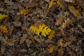 leaf in autumn, italy
