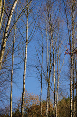 Birch forest in winter, Galicia. Spain.