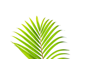 Beautiful green coconut leaf isolated on white background with clipping path for design elements, tropical leaf, summer background