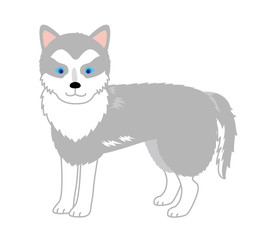 シベリアンハスキー　横向き	