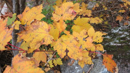 北アルプス　紅葉　風景　秋