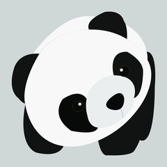 The Panda tilted his neck and looked isolated on gray background.