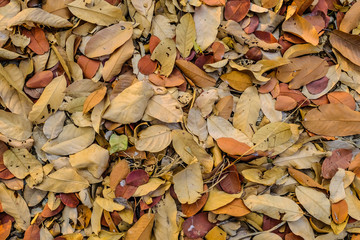 Colorful autumn fallen leaves on brown forest soil background, leaves on the ground from above.