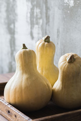 Yellow Halloween pumpkins in wooden tray on grey background