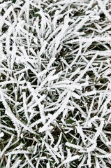 winter frost on grass