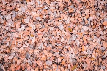Colorful autumn fallen leaves on brown forest soil background, leaves on the ground from above.