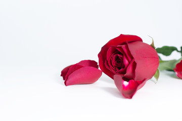 beautiful rose red on the white background