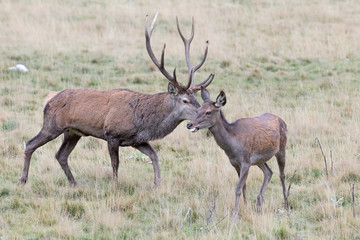 Naklejka na ściany i meble The mating season, portrait of Red deer male and female (Cervus elaphus)