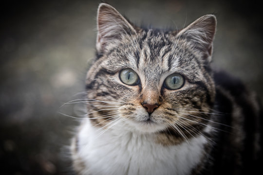 chat sur un fond en ciment