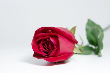 beautiful rose red on the white background