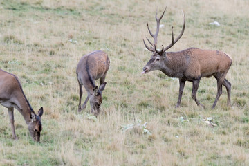 The mating season, portrait of Red deer male and female (Cervus elaphus)