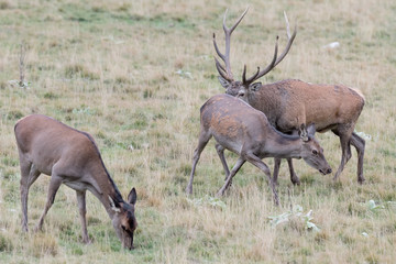 The mating season, portrait of Red deer male and female (Cervus elaphus)