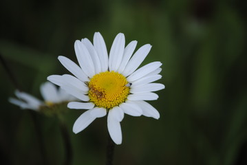 Obraz premium Paquerette