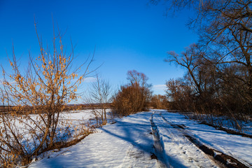 Forest and field in early spring. P