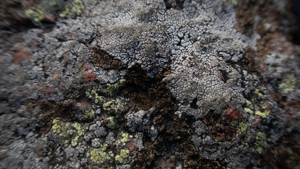 lichen on rock