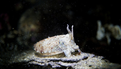cuttlefish in night Japan Sea at night.